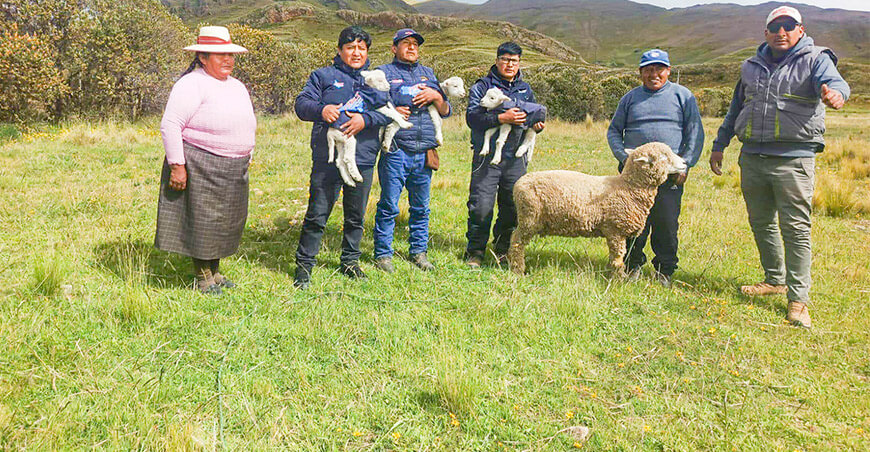 Más de 1000 crías de ovinos nacen mediante inseminación artificial en San Antón Puno Perú PEBLT Midagri