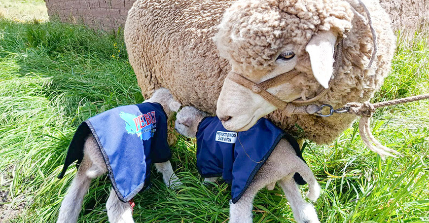 Más de 1000 crías de ovinos nacen mediante inseminación artificial en San Antón Puno Perú PEBLT Midagri
