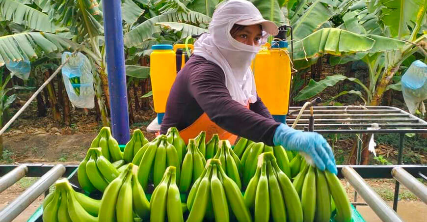 exportación banano