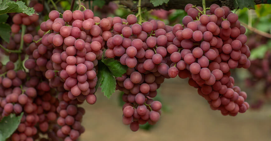Perú producción y exportación de uva peruana