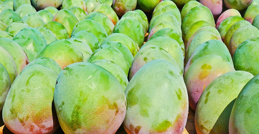 Perú exportación mango peruano