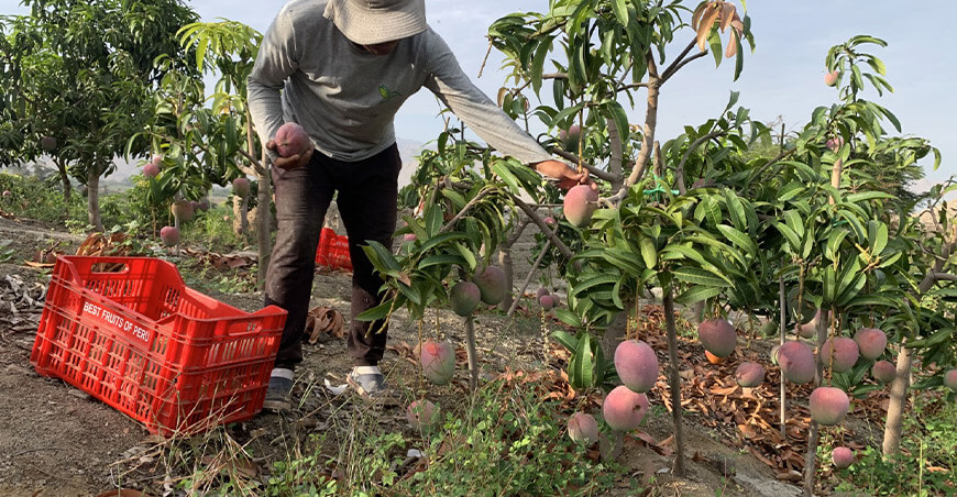 Perú exportación mango peruano
