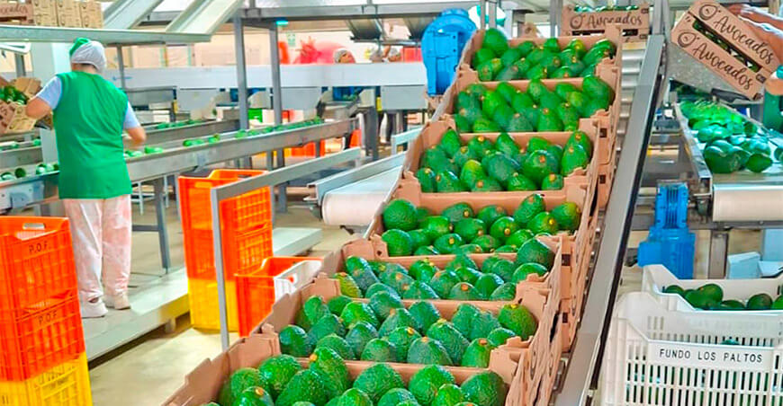 Perú exportación palta Hass peruana Áncash