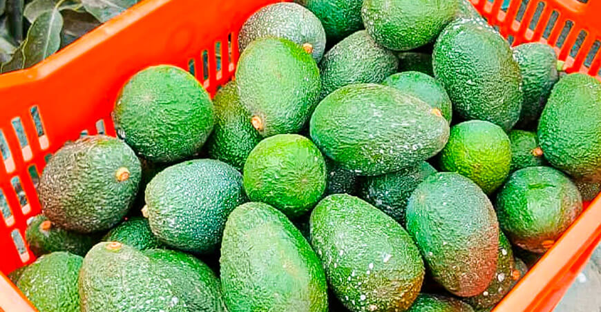 Perú exportación palta Hass peruana Áncash 