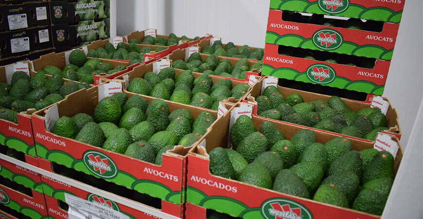 Perú exportación palta Hass peruana