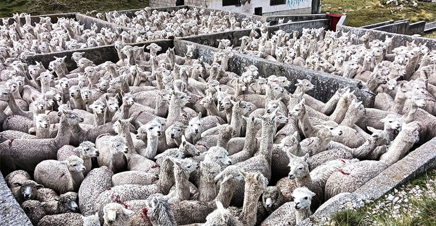 Dosificación de ovinos y alpacas Pasco Perú