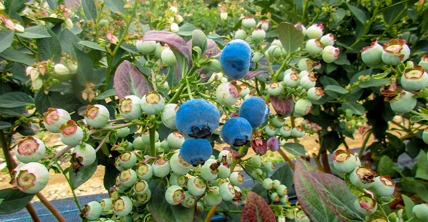Perú producción y exportación de arándanos peruanos