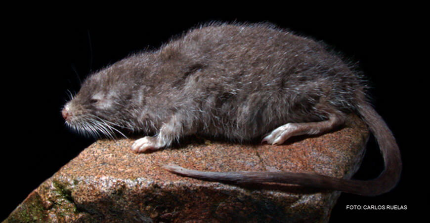 Descubren nueva especie de ratón semiacuático en los Andes peruanos Sernanp Perú
