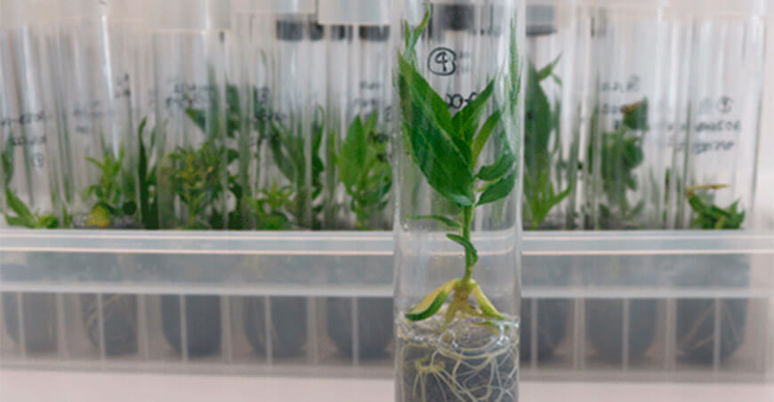 Senasa establece requisitos fitosanitarios para importar plantas in vitro Prunus spp frutas de hueso