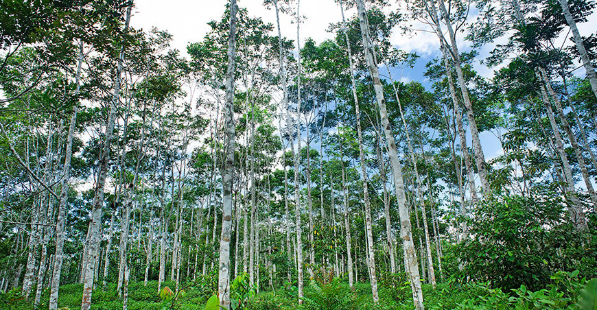 Plantaciones forestales maderables Perú