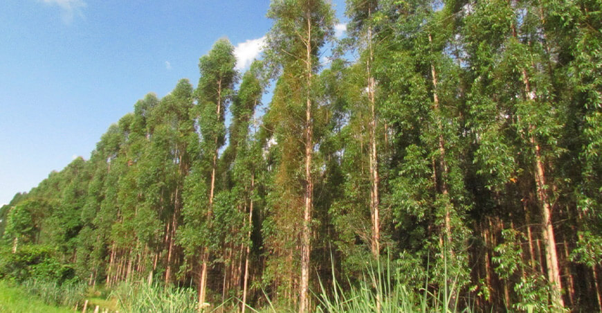 plantaciones forestales Perú