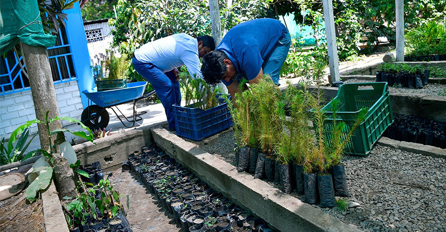 GORE La Libertad dona más de 1500 plantones de pino a instituciones de Otuzco y Virú La Libertad Perú