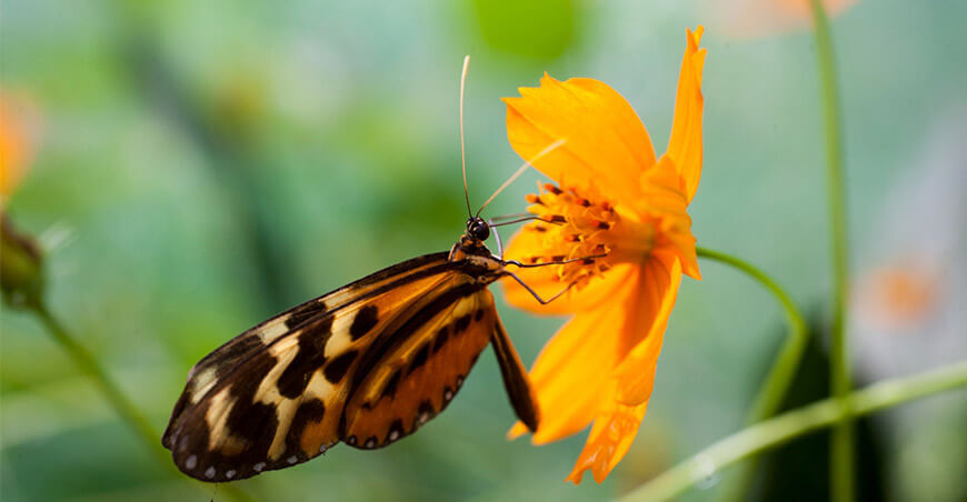 Día Mundial de la Vida Silvestre polinizadores mariposas Serfor Perú