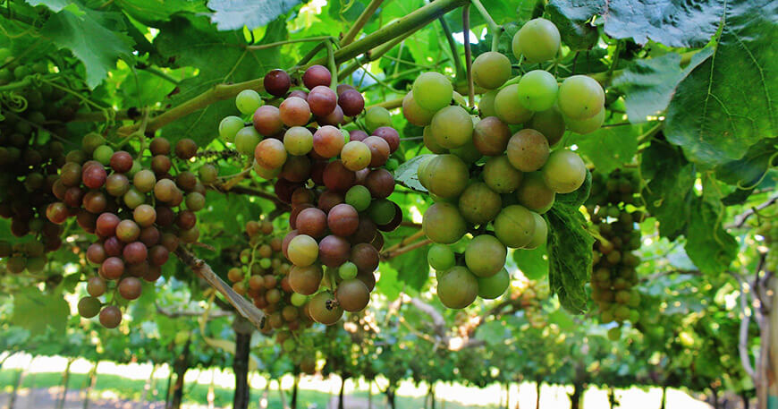 Perú exportación uvas peruanas