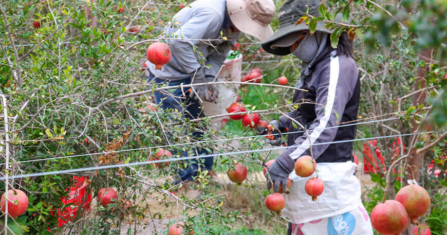 La granada impulsa el desarrollo productivo en Ilabaya Tacna Perú