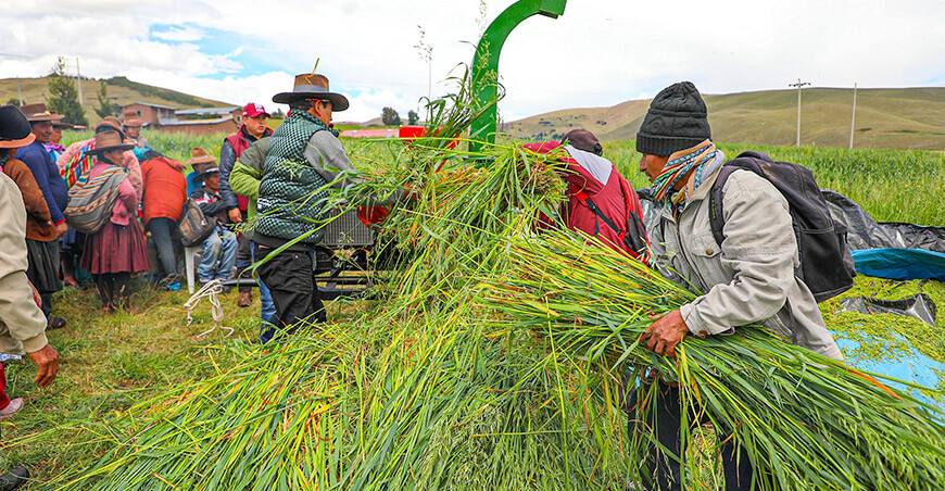 Proyectos agropecuarios benefician a más de 5900 productores en Canas Cusco
