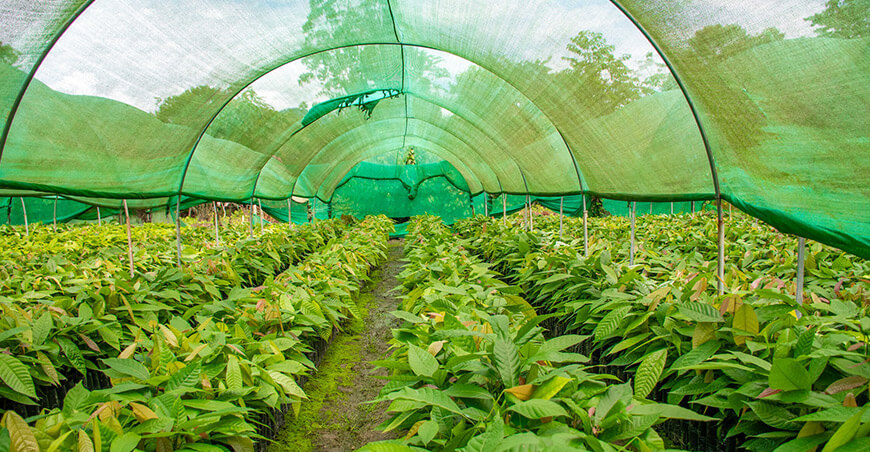 Producen 500 000 plantones de cacao para fortalecer la producción en Pichari Cusco Perú