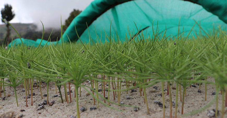 Producirán más de 2.6 millones de plantones forestales para la siembra y cosecha de agua Cajamarca Perú
