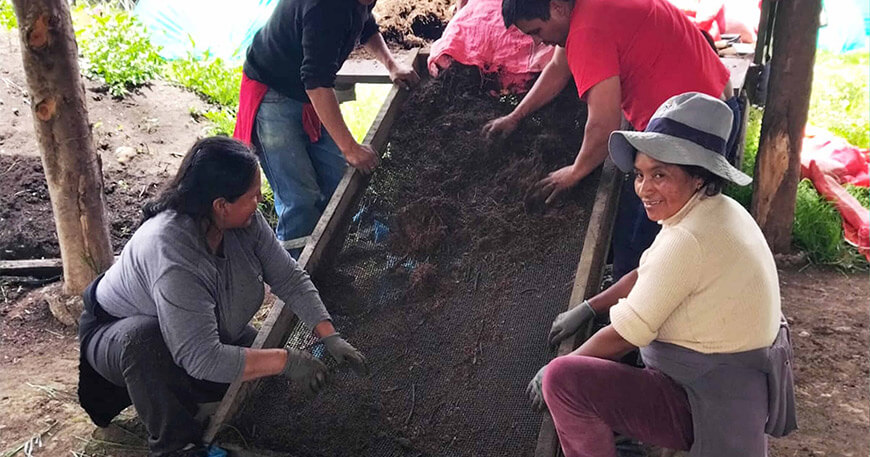 Producen 11 000 plantones de pino en la comunidad campesina de Huánchar Junín Perú 