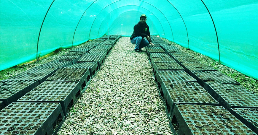 Producen 11 000 plantones de pino en la comunidad campesina de Huánchar Junín Perú
