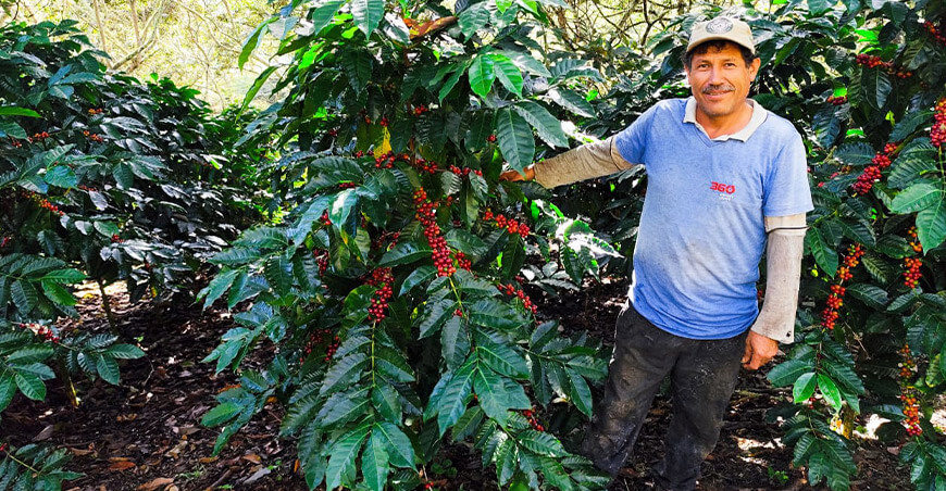Devida fortalece producción cultivo de café productores de Cusco Perú