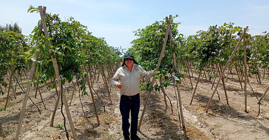 Buen panorama: Ing. Walter Monsalve Dávila, jefe agrícola de Aseptic Peruvian Fruit S.A., mostrando un campo de producción de maracuyá instalado en Pisco (Ica).