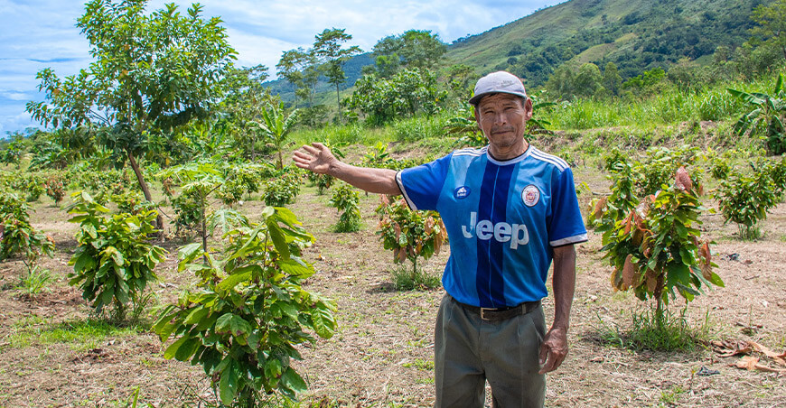 Producen 500 000 plantones de cacao para fortalecer la producción en Pichari Cusco Perú 