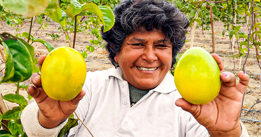 Agromercado fortalece exportación de maracuyá orgánico con ventas de 2 toneladas mensuales La Libertad Perú