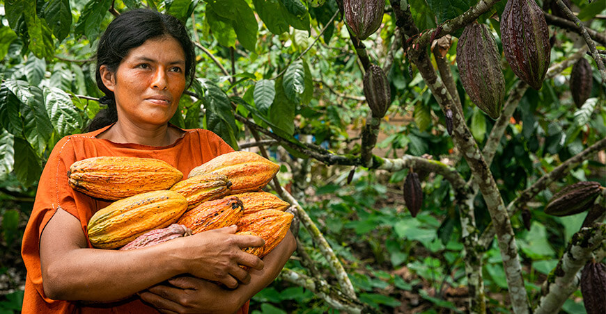 Cacao fortalece la economía lícita de 4865 familias productoras del Vraem Devida Perú