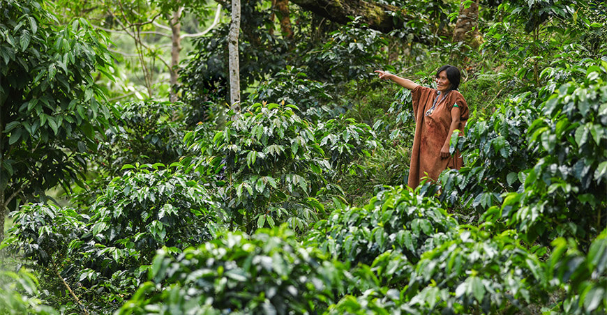 productora nativa indígena de café sistemas agroforestales conservación bosques Vraem