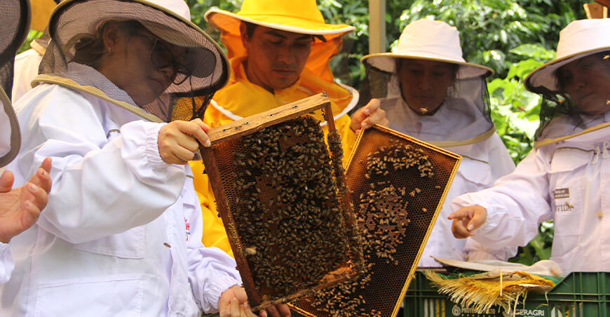 productores apícolas crianza abejas producción miel Perú
