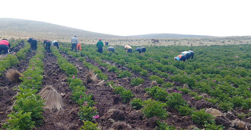 productores cosecha de papa Huancavelica Perú