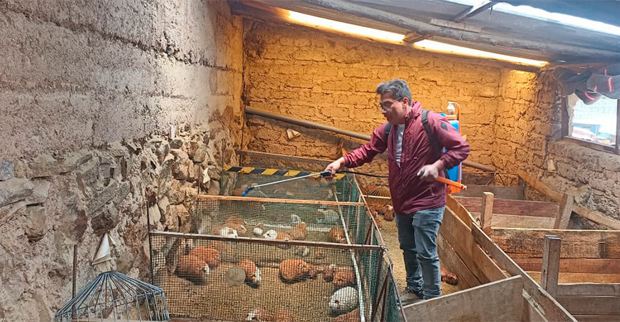 Familias de Vilavilani se capacitan en crianza de cuyes para fortalecer sus ingresos en Tacna Perú