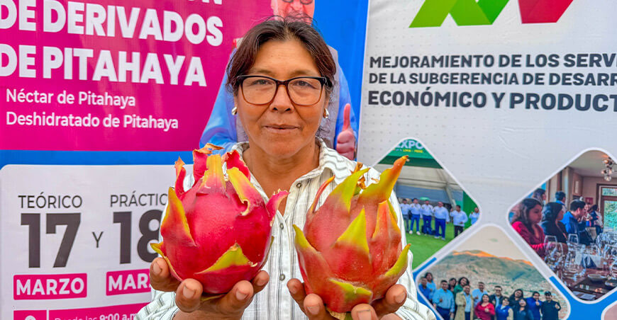 Impulsan la industrialización de la pitahaya en San Antonio Moquegua Perú