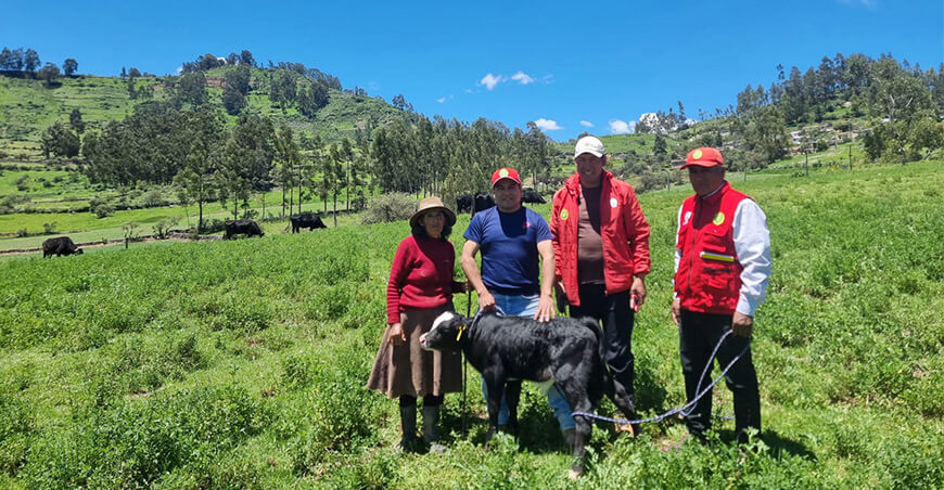Proyecto Bovino beneficia a más de 600 familias en Lucanas Ayacucho Perú inseminación artificial vacunos 