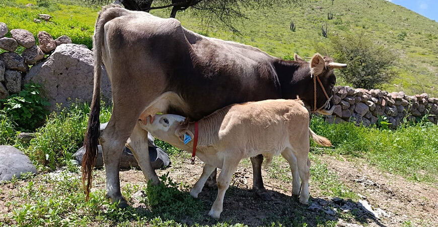 Proyecto Bovino beneficia a más de 600 familias en Lucanas Ayacucho Perú inseminación artificial vacunos