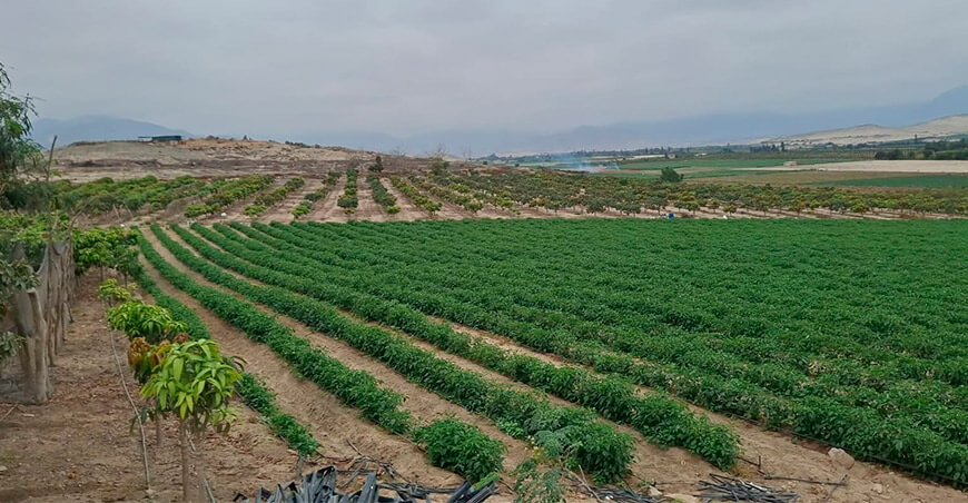 Proyecto Especial Chinecas cultivos agroexportación Áncash Perú