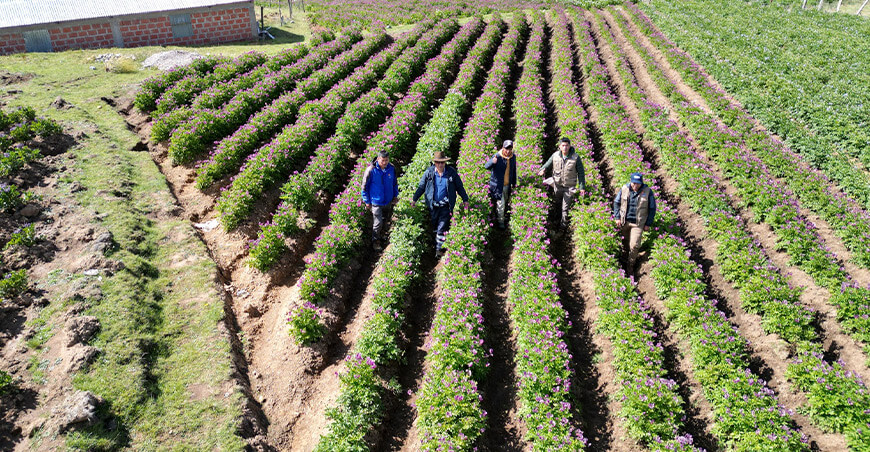 proyecto papas nativas Coyllurqui Apurímac Perú