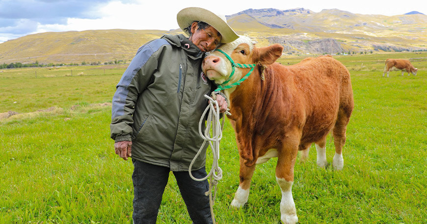 Proyecto Pastos Altoandinos GORE Cusco ganaderos vacunos
