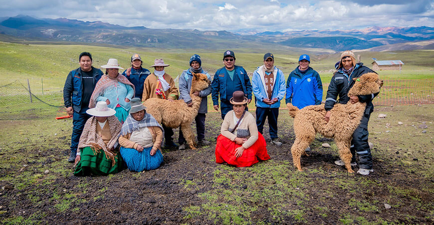 Alpacas de color Puno Perú