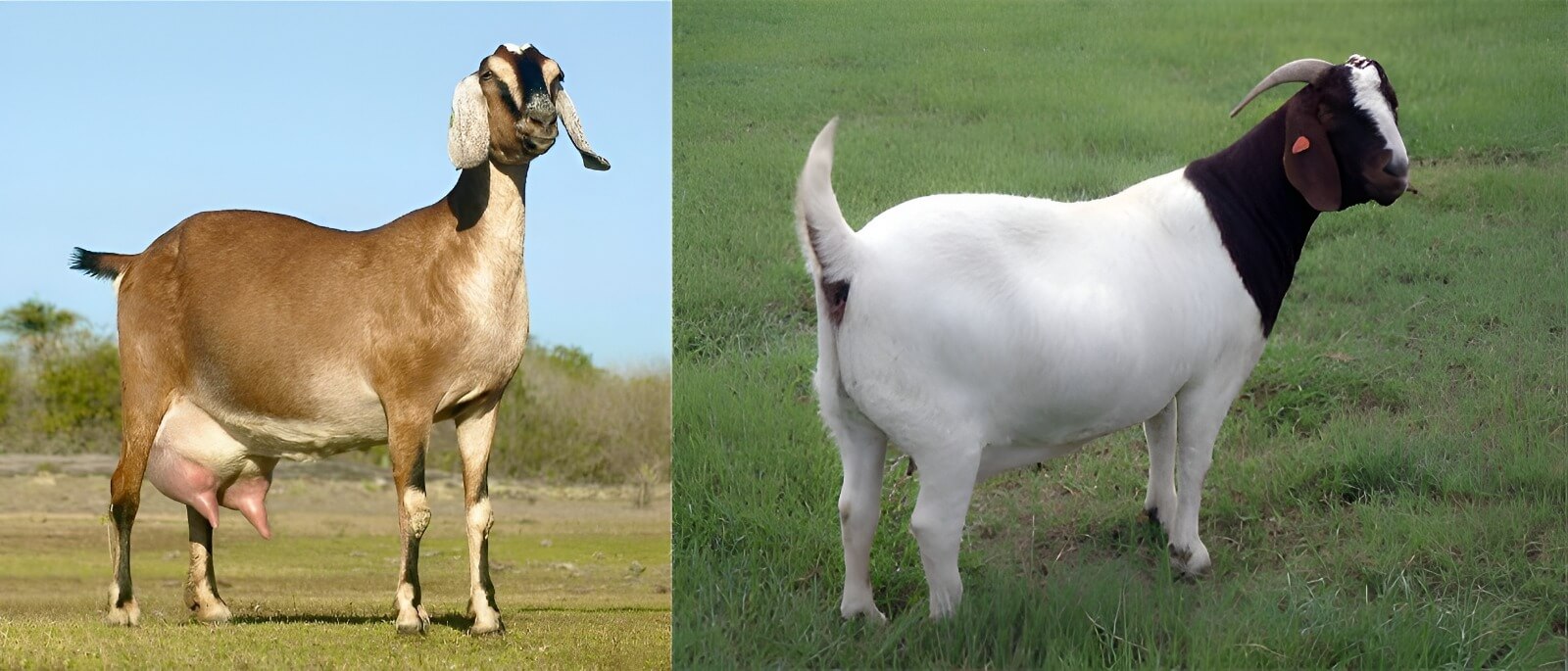 razas cabras Perú carne y leche