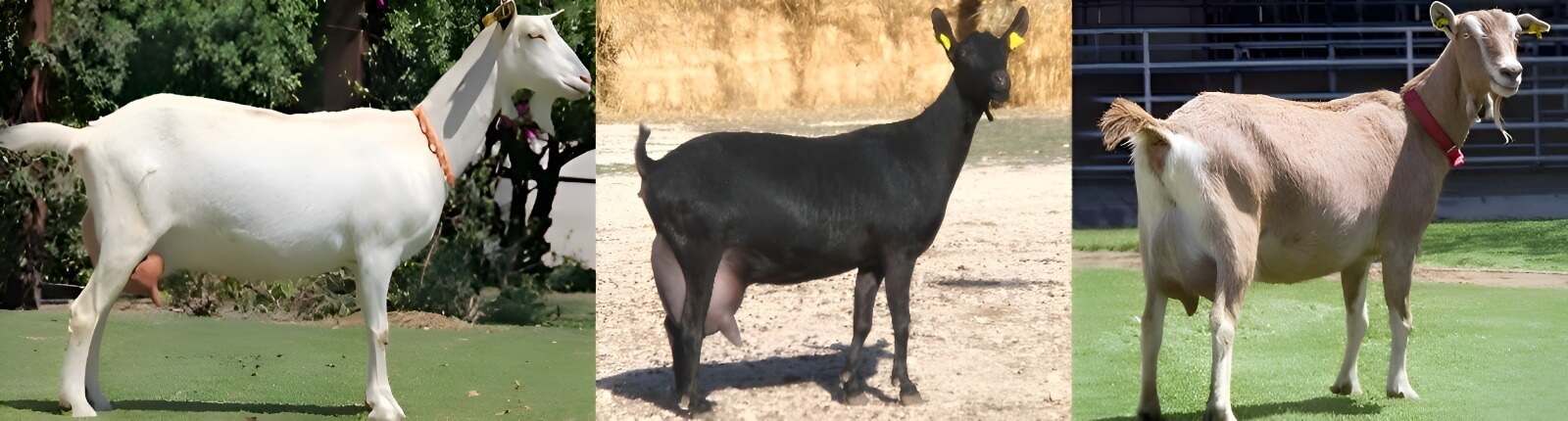 razas de cabras lecheras Perú
