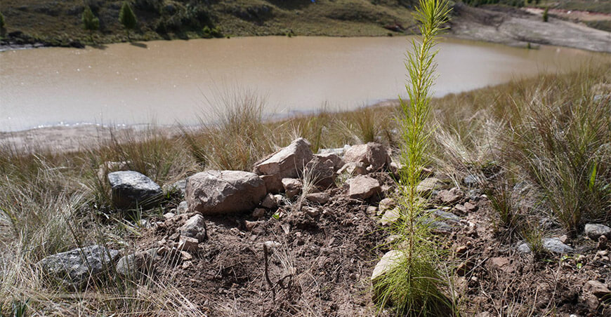 Continúa la reforestación en la margen de la Qocha Tres Cruces Cajamarca Perú
