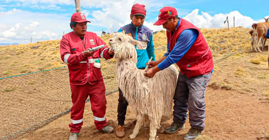 Proyectos agropecuarios benefician a más de 5900 productores en Canas Cusco