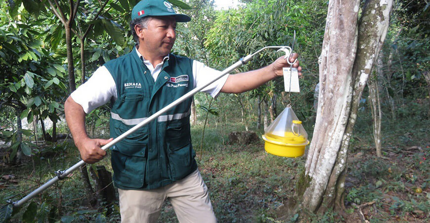Vigilancia fitosanitaria: Técnico del Senasa instala trampas de monitoreo como parte de los sistemas de alerta temprana y las acciones de sanidad vegetal en cultivos agrícolas.