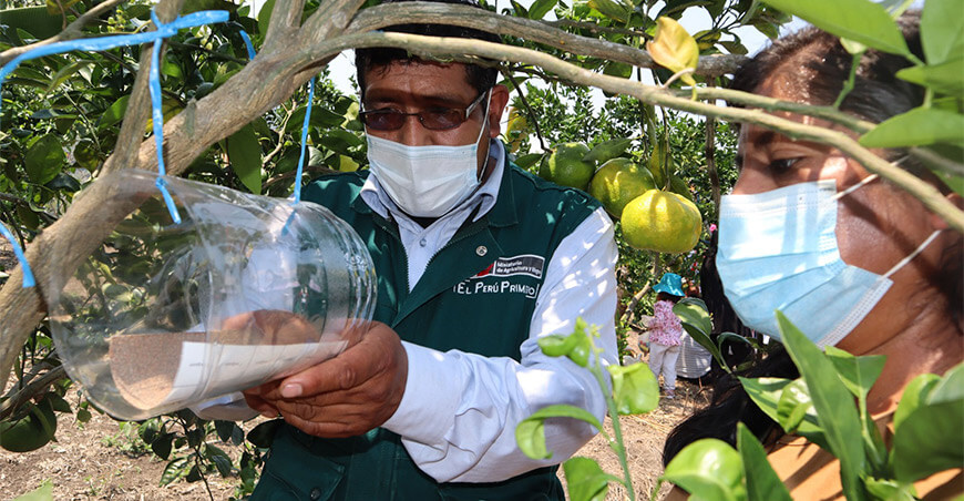 Controladores biológicos: Liberación de Ceraeochrysa cincta, un aliado natural para combatir plagas y proteger la productividad de los cultivos.
