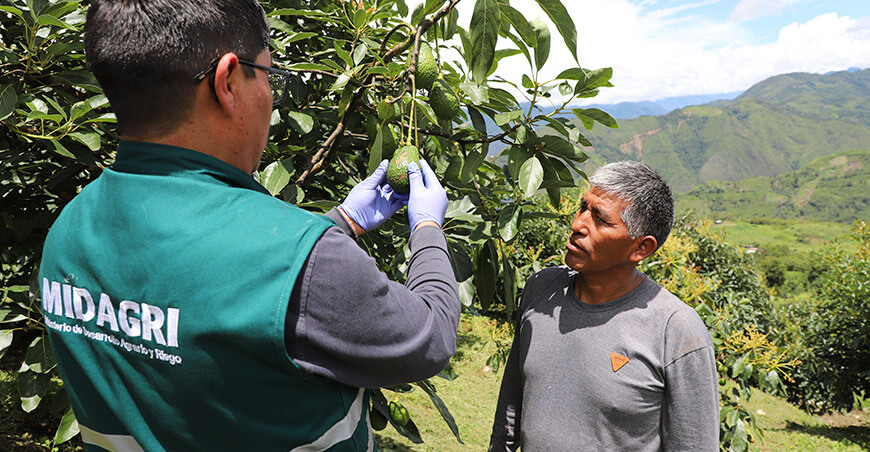 Senasa certificación predios producción de palta productores Perú 