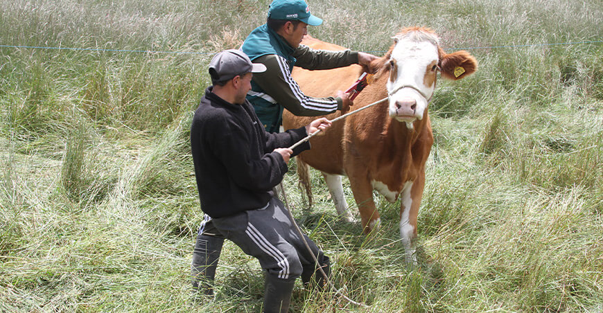 Senasa refuerza sanidad animal contra el ántrax e inmuniza bovinos