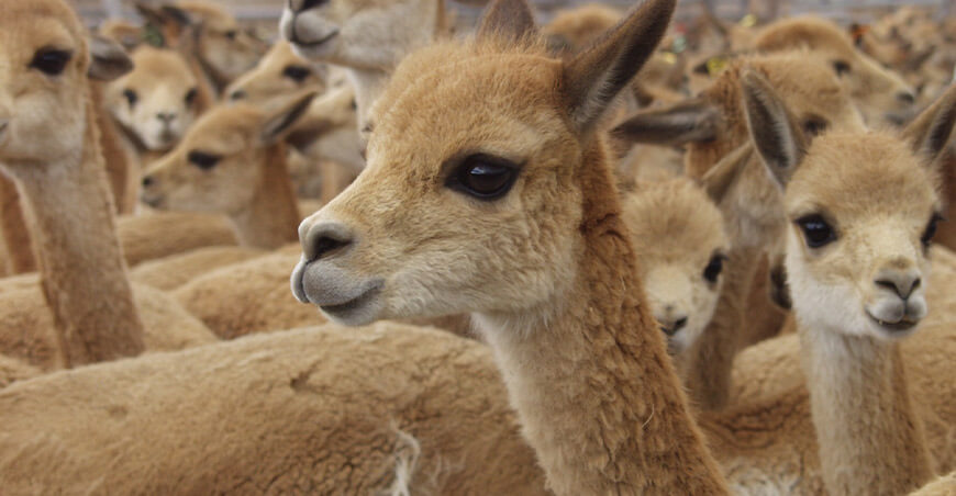 Serfor impulsa la cadena productiva sostenible de la vicuña mediante articulación con comunidades Moquegua Perú