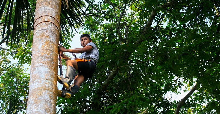 Serfor lanza curso virtual “Manejo forestal comunitario: gobernanza y sostenibilidad”